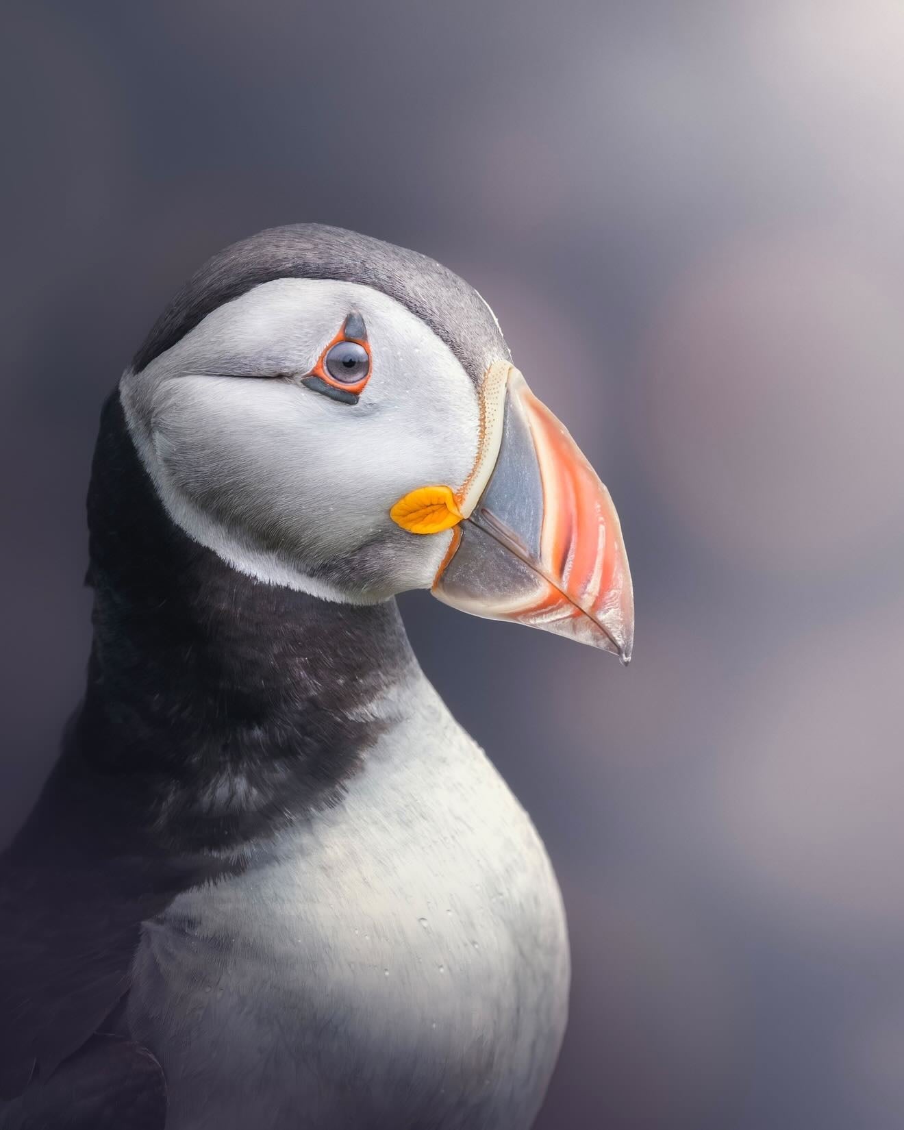Puffin Collection | Ray's Embroidered Designs | Rewild at Heart
