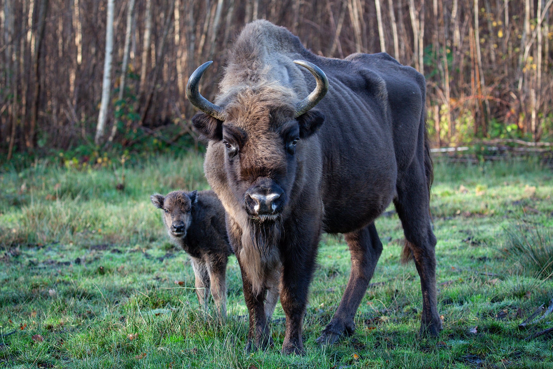 A moment of stillness between an adult bison and its calf. © Donovan Wright