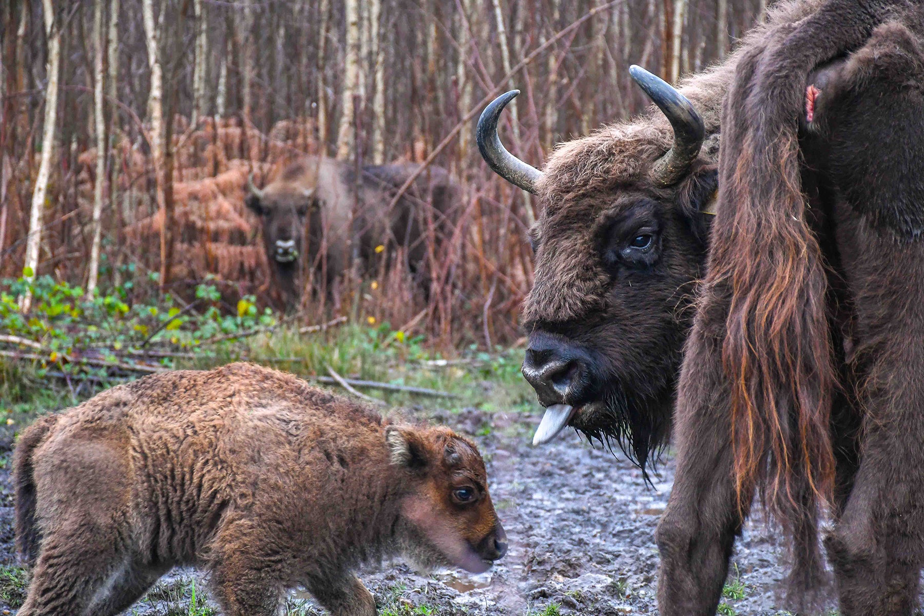 Wilder Blean is home to the UK’s first free-roaming bison in thousands of years. © Tim Horton