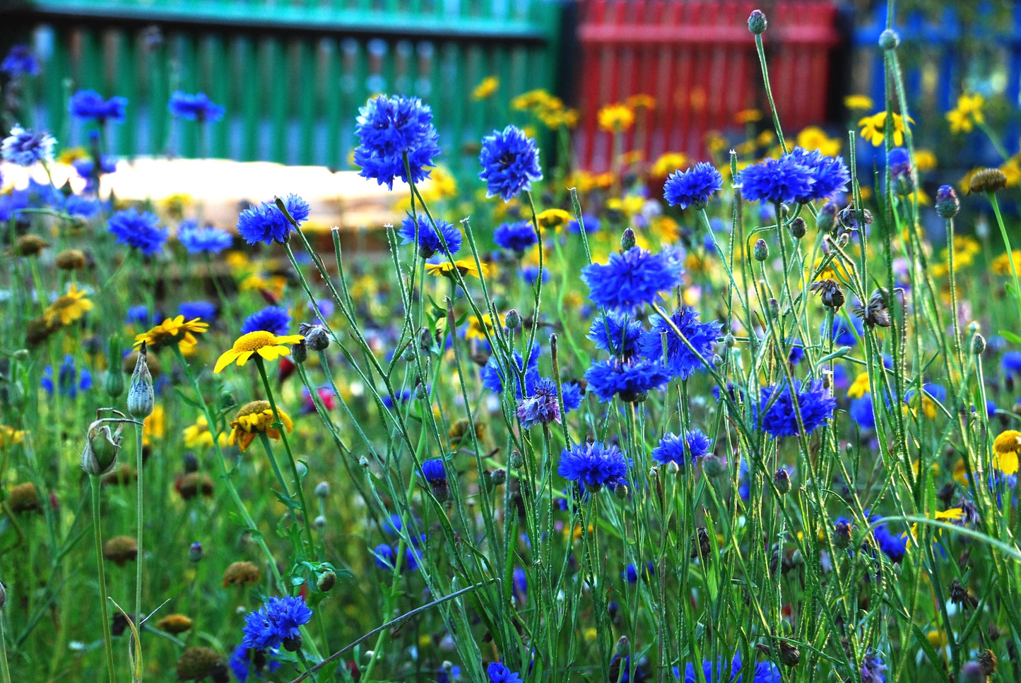 Seedball Tin: Bat Mix, Grow Night Garden Wildflowers
