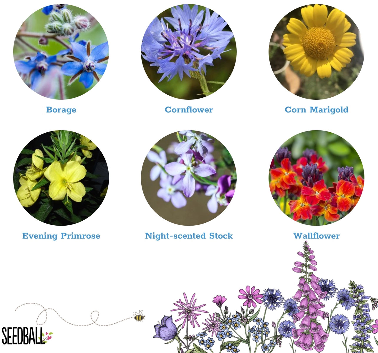 Seedball Tin: Bat Mix, Grow Night Garden Wildflowers