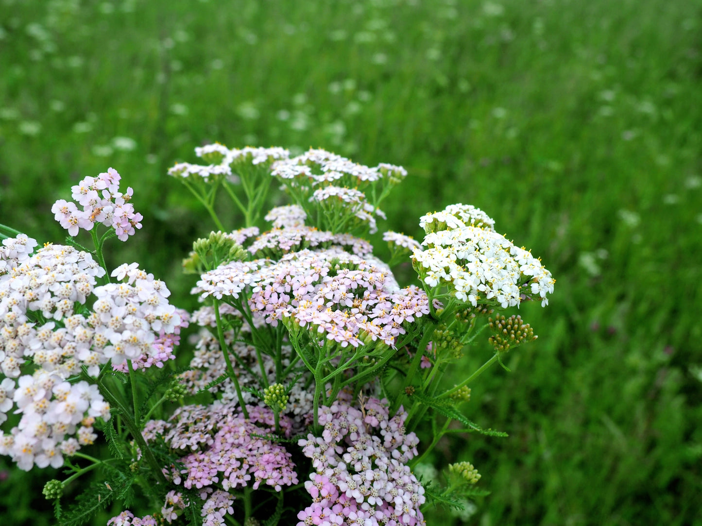 Seedball Tin: Beetle Mix, Wildflowers for Pollinator Heroes