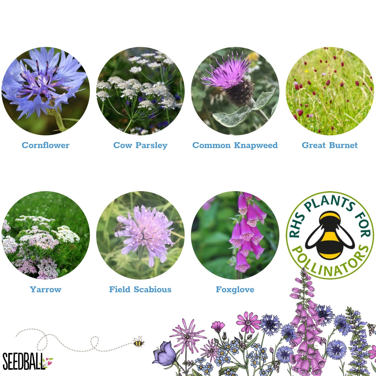Seedball Tin: Beetle Mix, Wildflowers for Pollinator Heroes