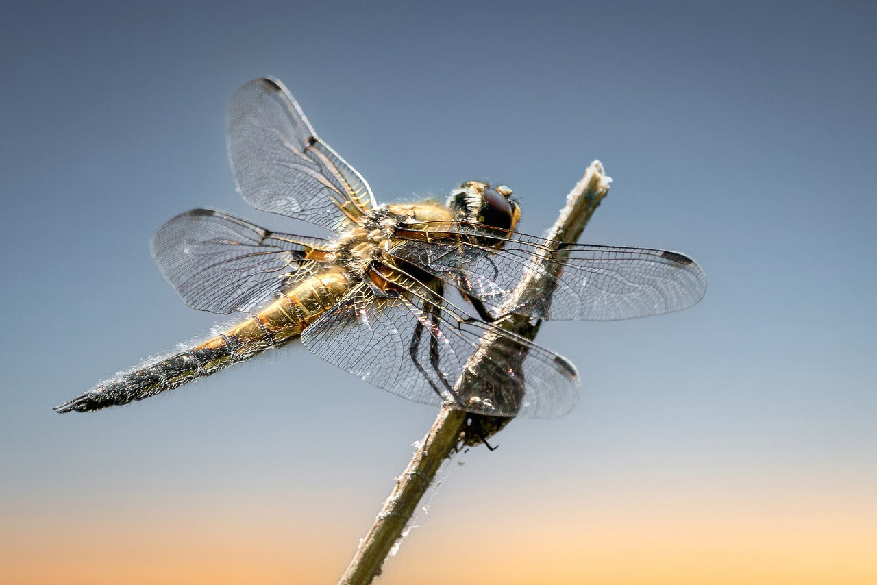 Dragonflies have nearly 360-degree vision with their compound eyes. © Marco Federmann