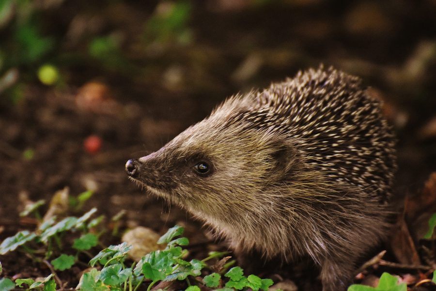 Seedball Tin: Hedgehog Mix, Wildflowers for a Healthy Garden
