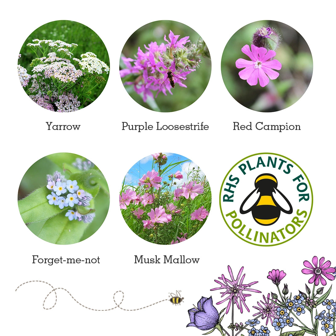 Seedball Wildlife Collection Seed Box Set: 6 Wildflower Seed Ball Boxes