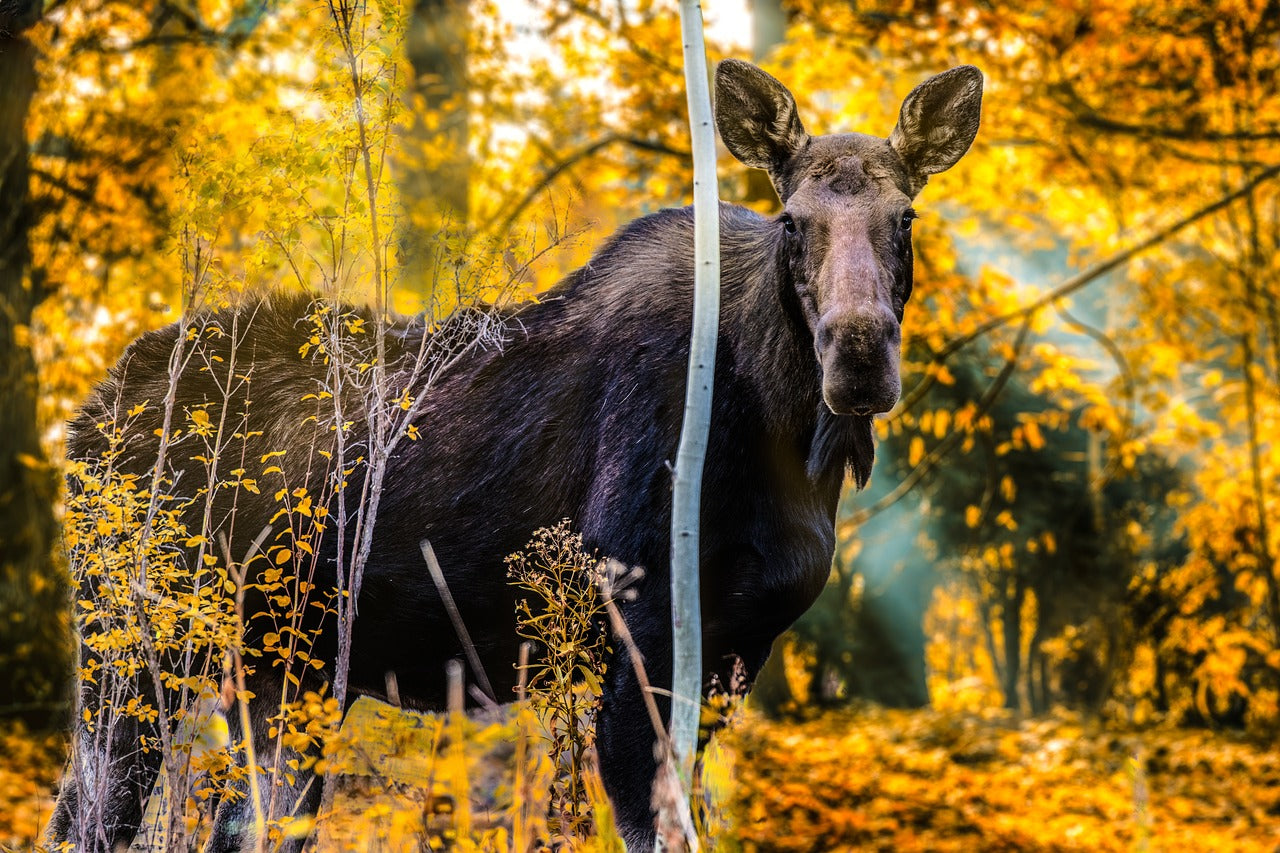 Female elk have no antlers. © G Poulsen