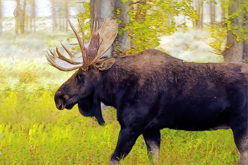 Elk populations are stable in many parts of Europe, but habitat loss remains a threat. © Mike Goad