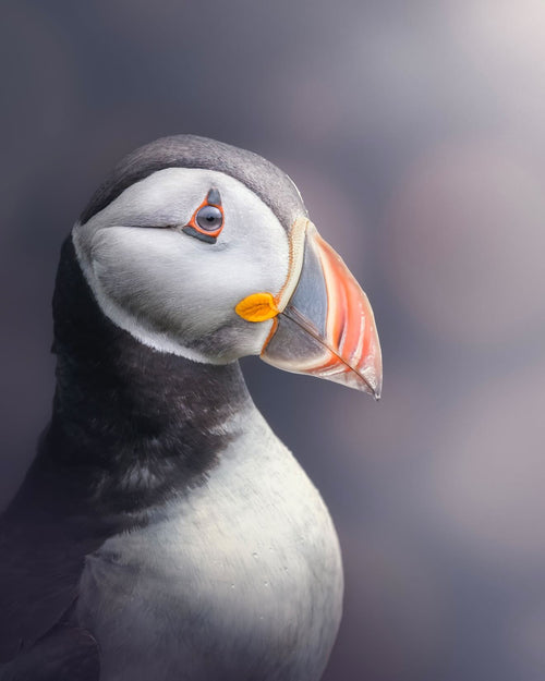 Over 60% of the world’s Atlantic puffins breed in Iceland. © Andy Green