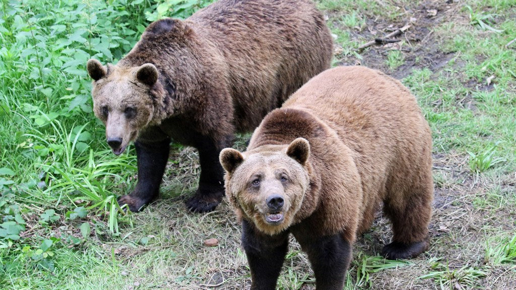 Fluff & Scruff, two beloved bear brothers. © Wildwood Trust