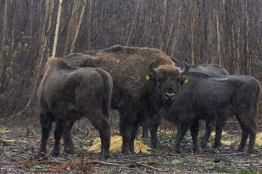 Wilder Blean: How Bison Are Changing a Woodland in Kent