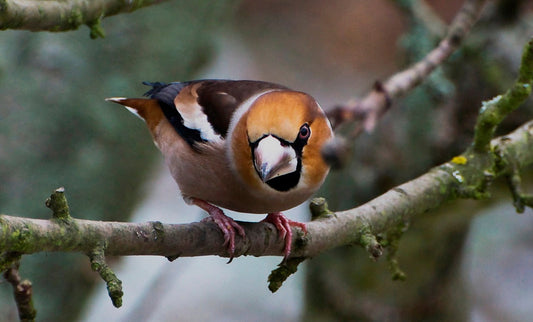 Good News Update: Hawfinches Back In Herefordshire