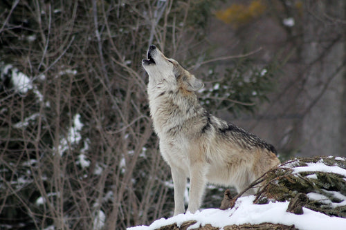 The wolf’s howl can be heard for miles. © Steve Fehlberg