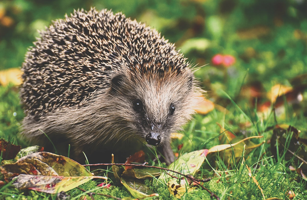 Hedgehog Apparel - Nature's Spiky Charmers