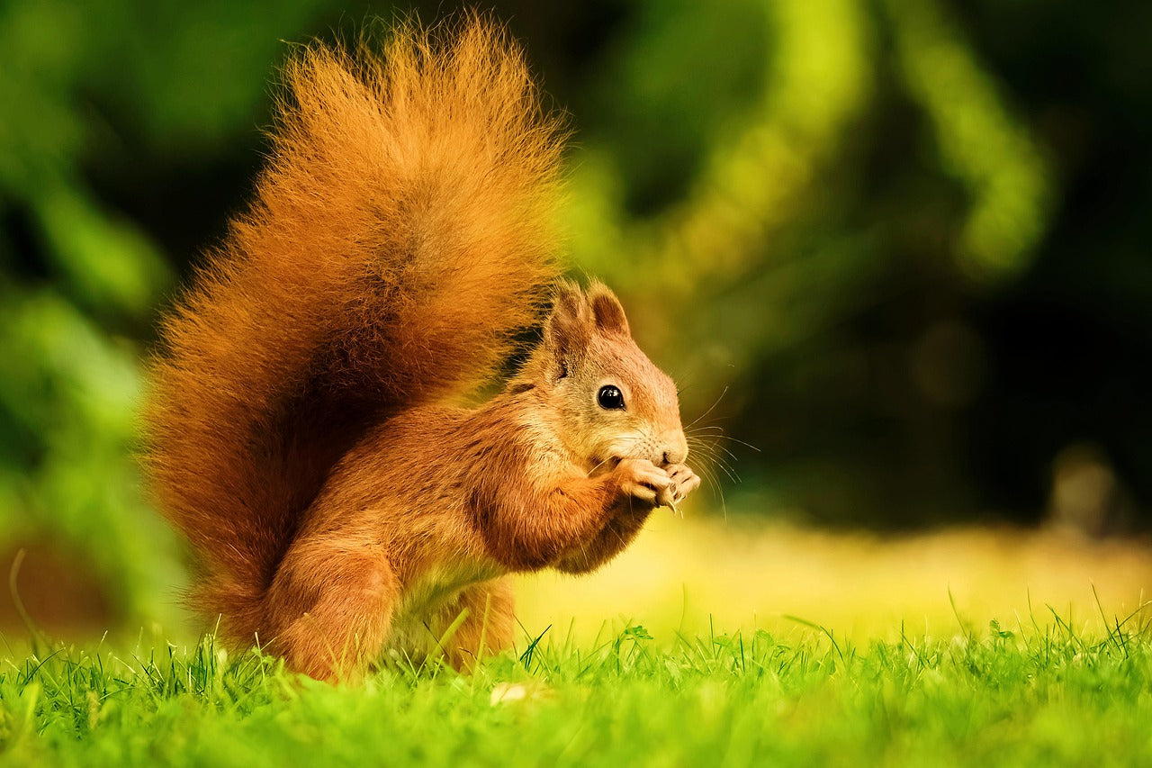 Red Squirrel Apparel & Accessories: Charming and Sustainable