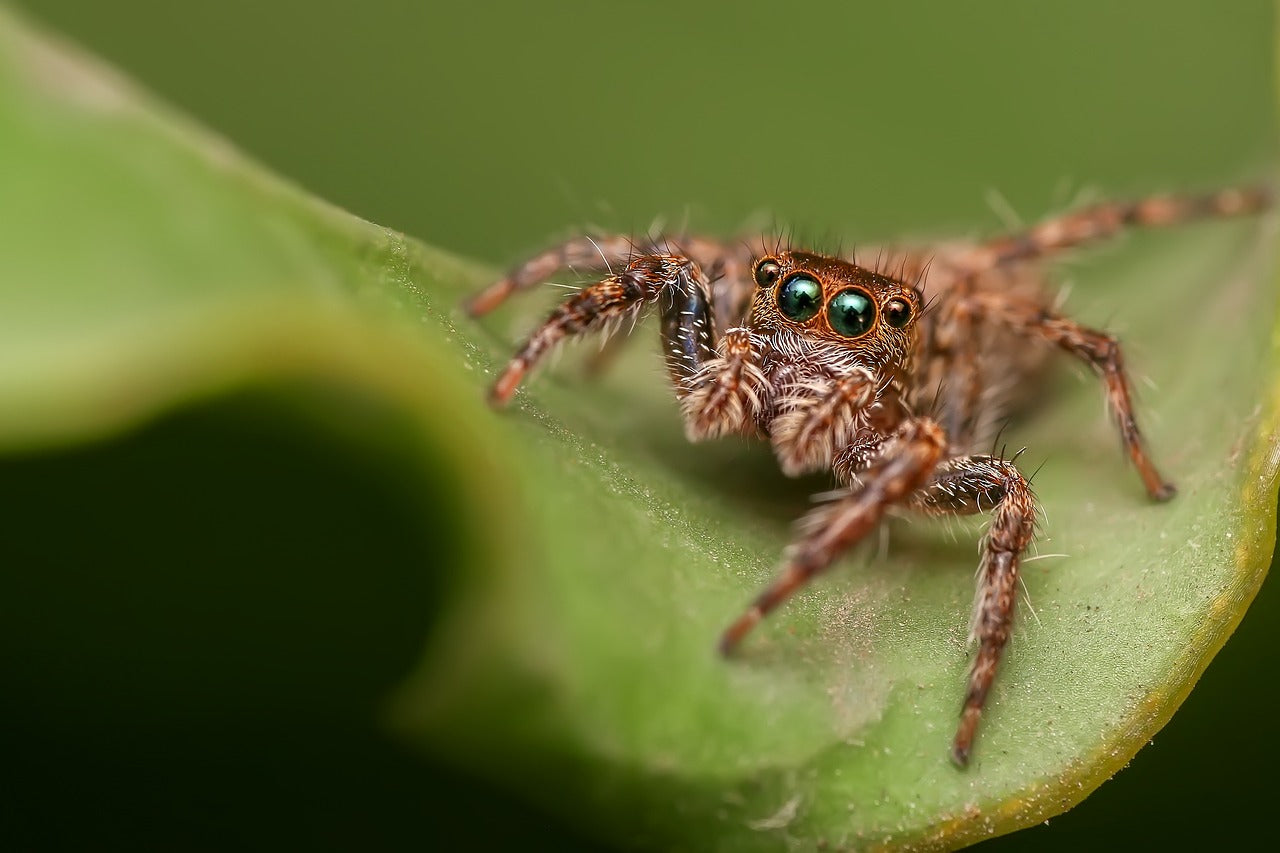 Spider Apparel - Woven by Nature