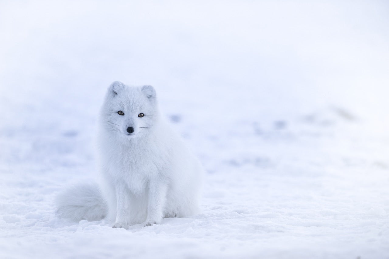 Arctic Fox Apparel & Accessories: Wild and Elegant