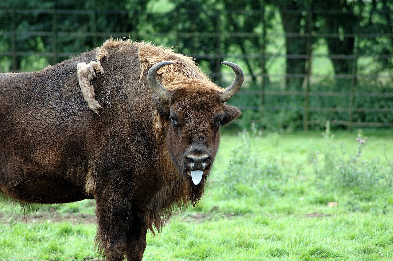 A robust grazer, the European bison impacts the environment around it. © Neil McIntosh