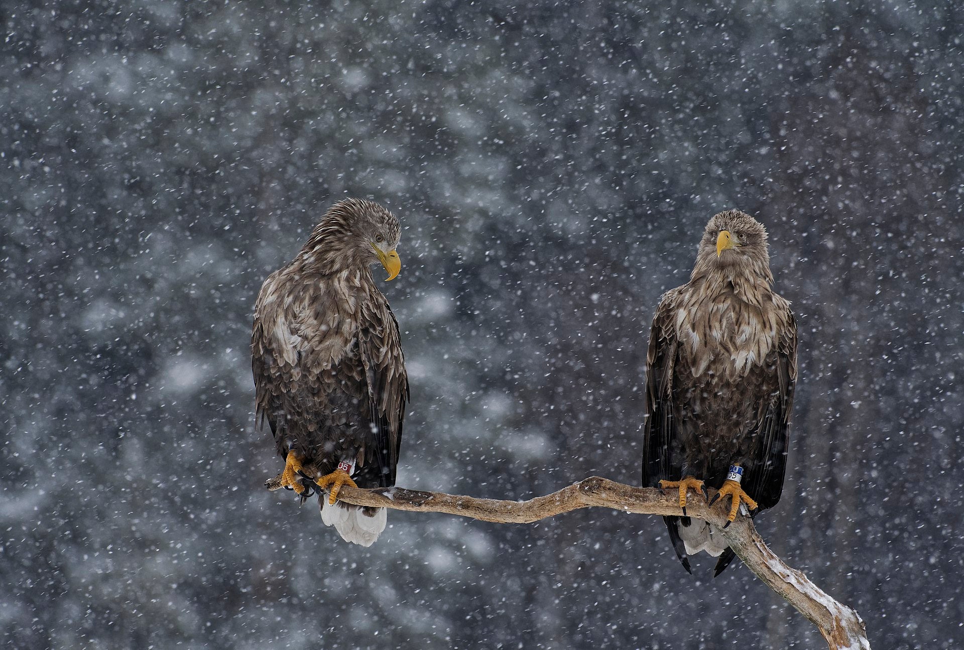 White-tailed eagles often mate for life, forming strong, lasting bonds. © LG Nyqvist