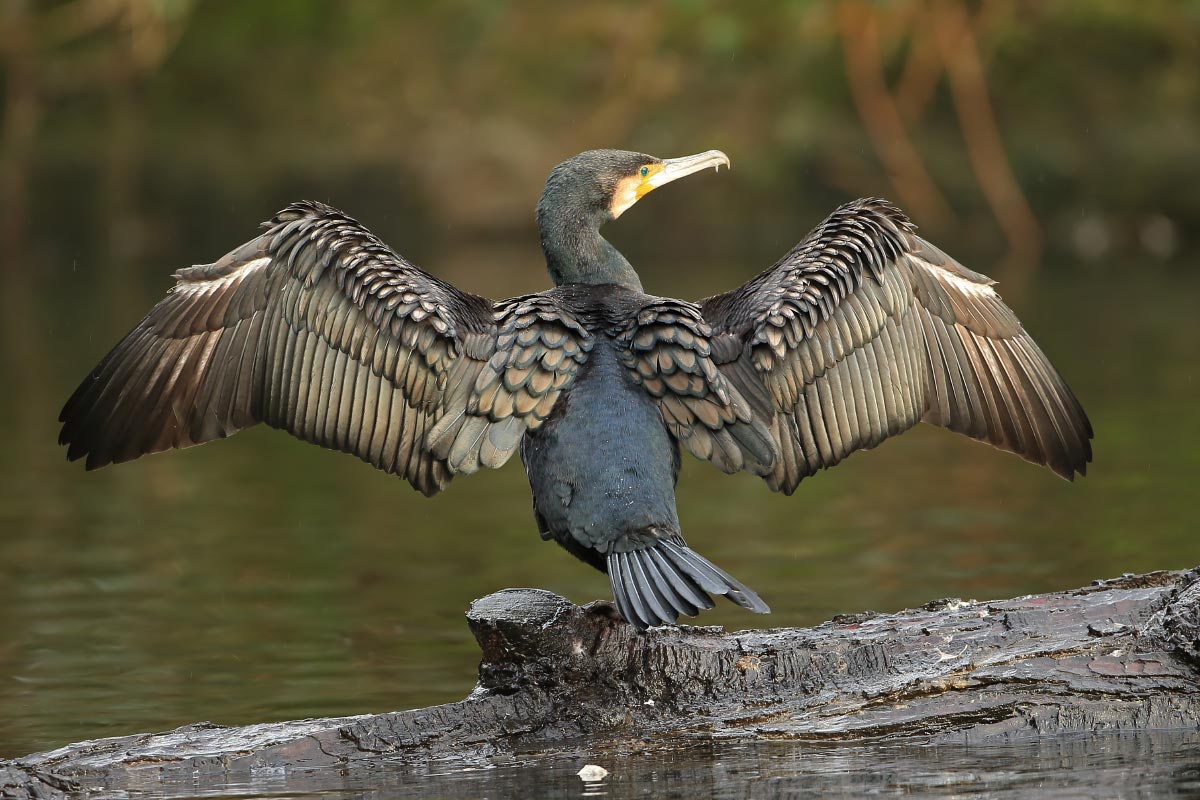 Cormorant