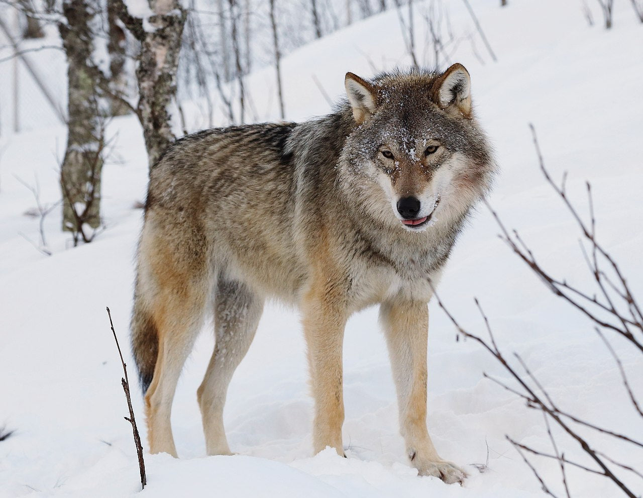 Once endangered, the Eurasian wolf is making a steady comeback. © Mas3cf, Wikipedia