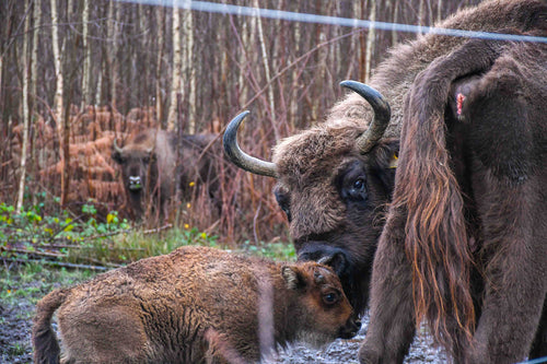 The herd has grown with the arrival of several calves since the project began. © Tim Horton