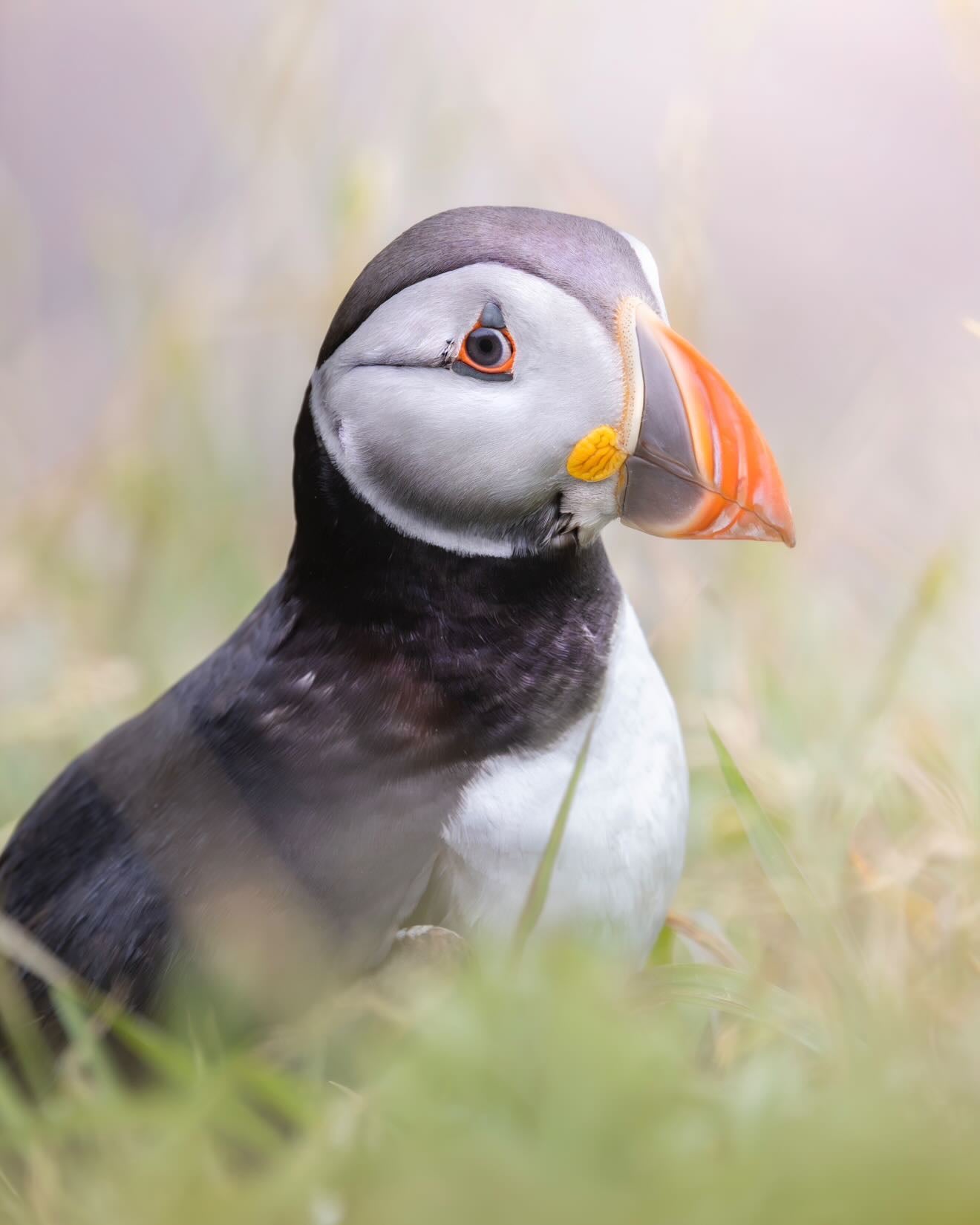 Puffin