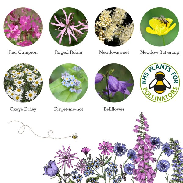 Seedball Tin: Wonderland, Wildflowers for shade