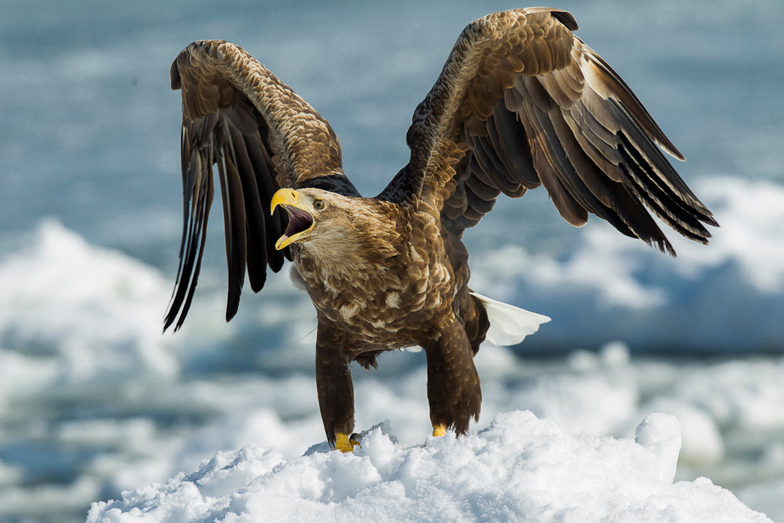 Adaptable and resourceful, white-tailed eagles can survive in challenging habitats. © Francesco Veronesi