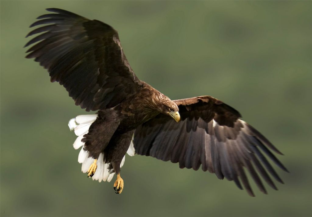 In flight, their white tail feathers and yellow beak are unmistakable. © Volganet