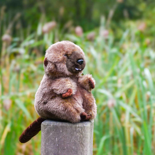 Adopt a Beaver Pack - funds Kent Wildlife Trust