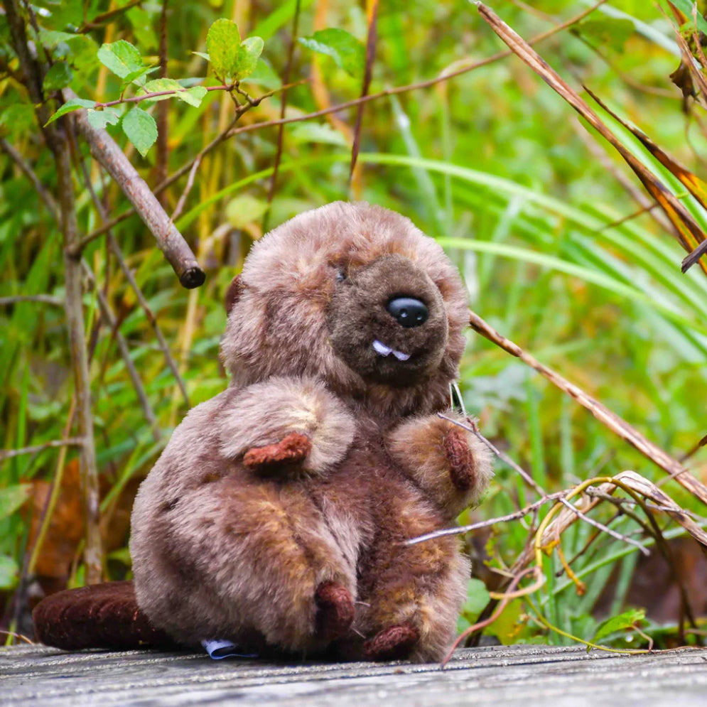 Adopt a Beaver Pack - funds Kent Wildlife Trust