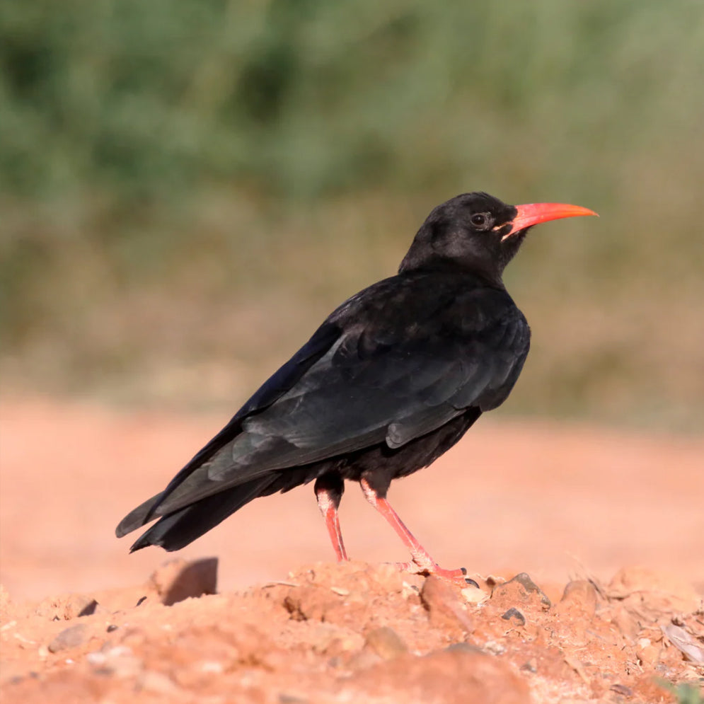 Adopt a Chough Pack - funds Kent Wildlife Trust