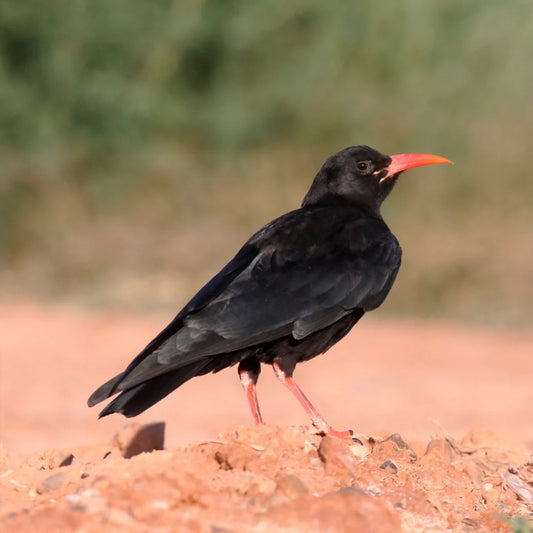 Adopt a Chough Pack - funds Kent Wildlife Trust