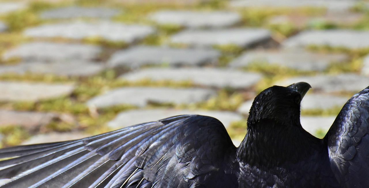 Crow