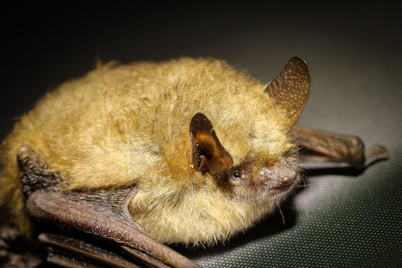 A single tiny pipistrelle can gobble up as many as 3,000 midges, mosquitoes, and small flies in just one night. © Alobenda, Pixabay