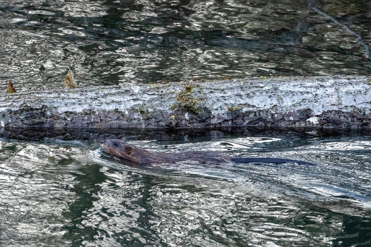 Beaver wetlands improve water quality and reduce flooding. © Judith Hasler