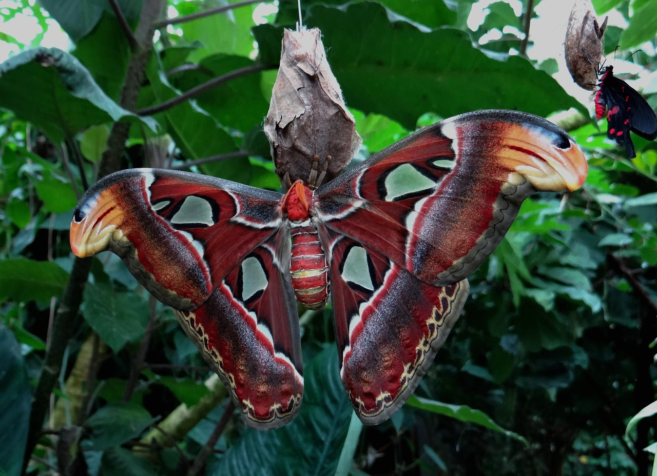 Moth