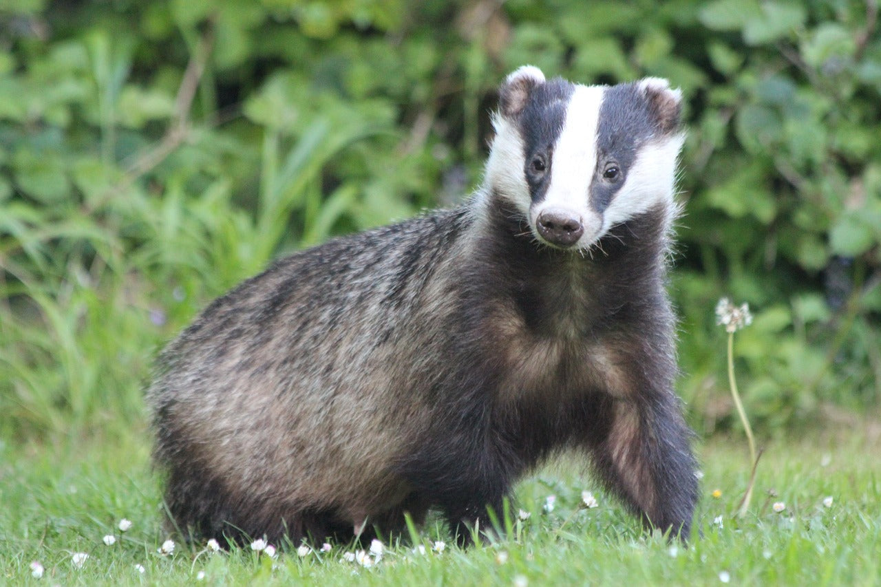 Badger