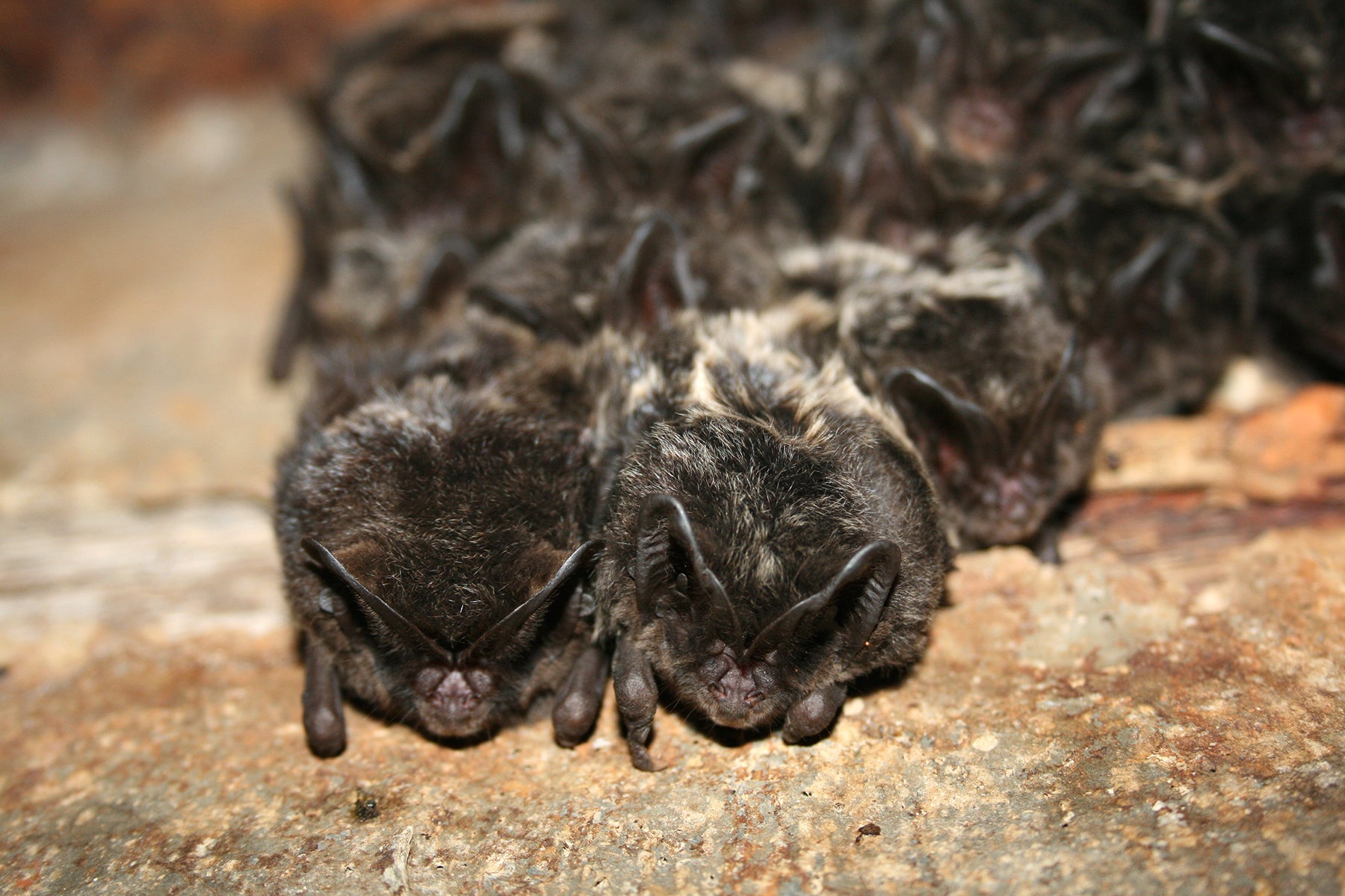 Barbastelle bats prefer to roost in old trees and woodland. © Zolran, Shutterstock