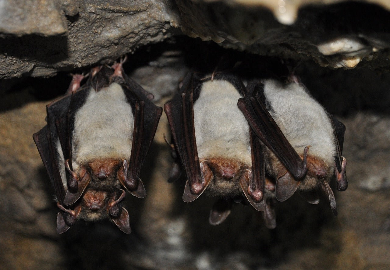 Bat echolocation calls are so high-pitched that humans can’t hear them. © tomatomicek, Pixabay