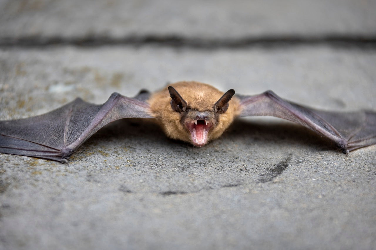 Light pollution can disrupt bats’ natural hunting patterns. © Mohan Nannapaneni