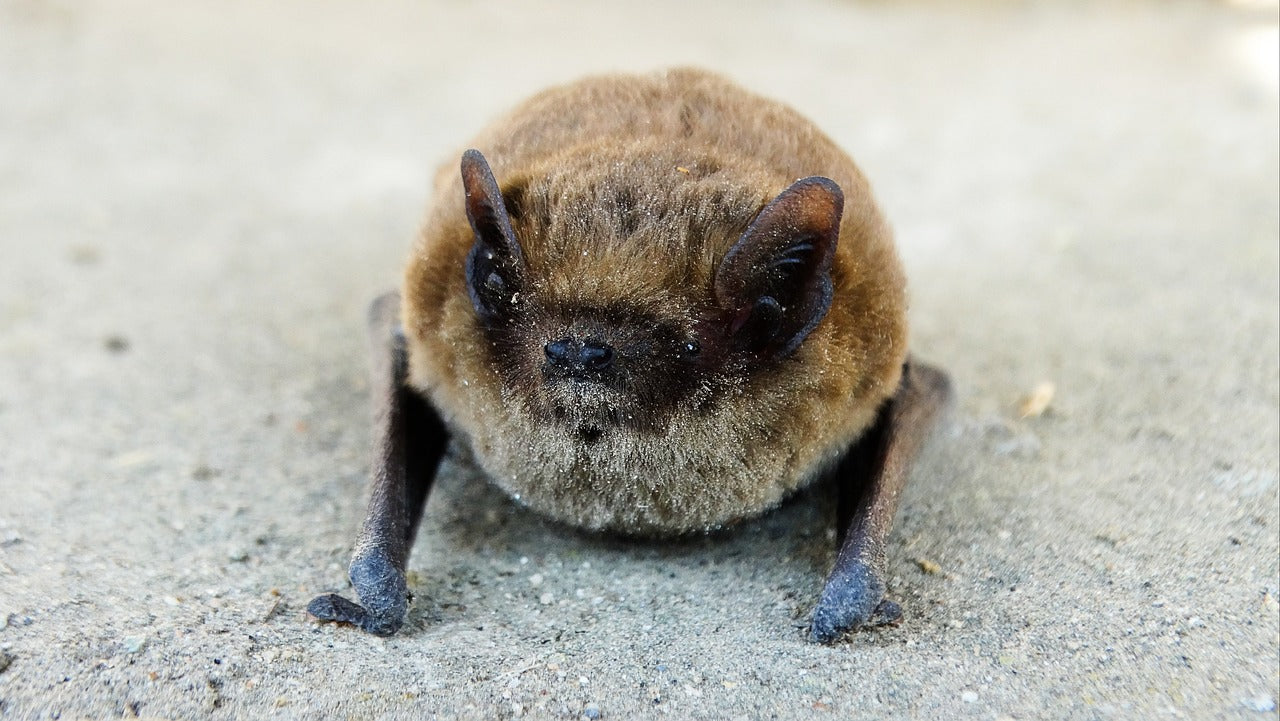 Bat Conservation Trust works to protect and restore bat habitats across the UK. © Johanna Schen