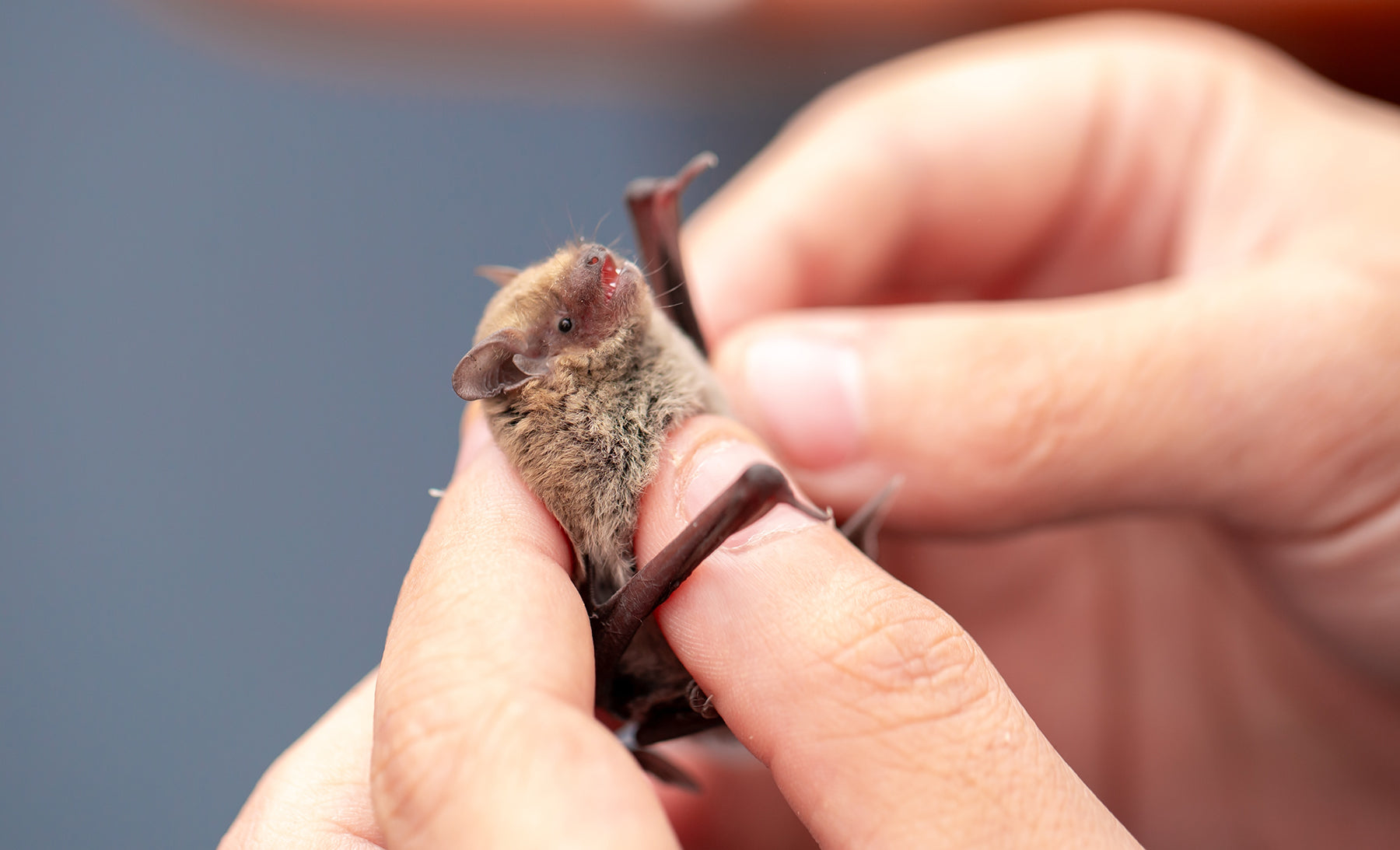 The common pipistrelle is very small, weighing just 4 to 8 grams. © Vera Larina