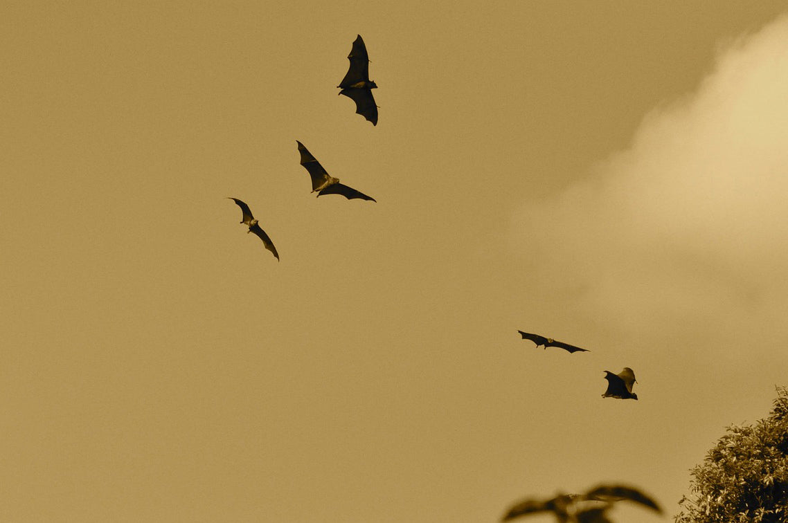 Bats play a crucial role in controlling insect populations. © PublicDomainPictures, Pixabay