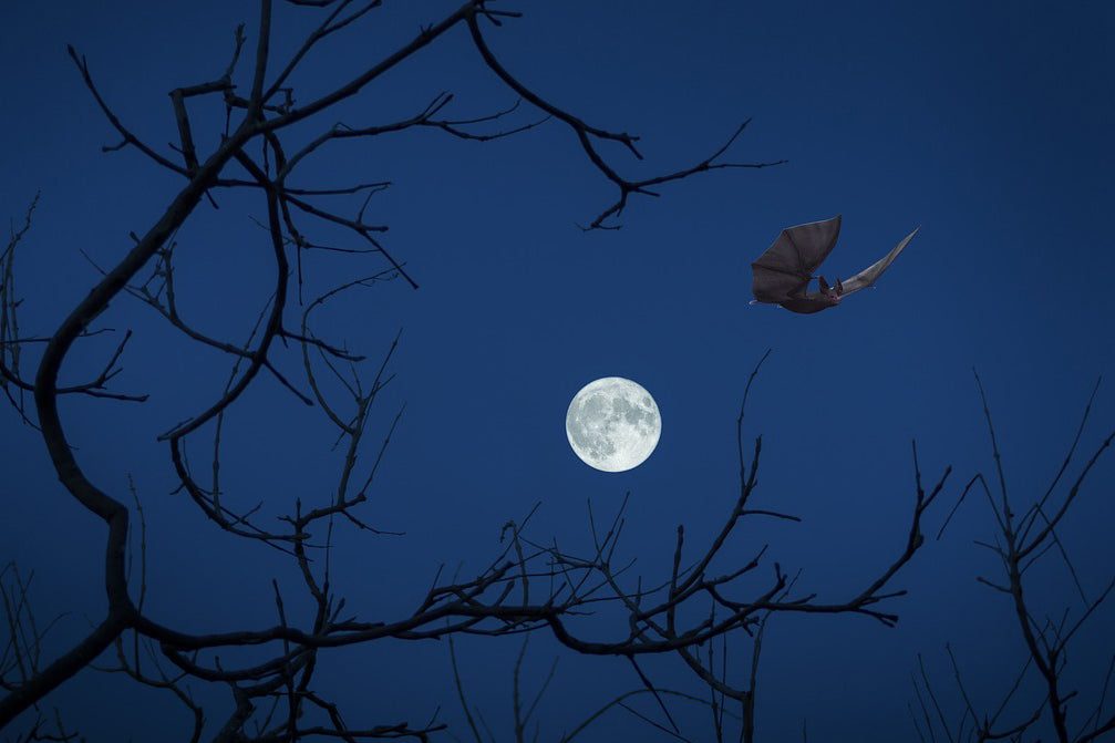 Bats are often seen flying along hedgerows and woodland edges at dusk. © Angeles Balaguer