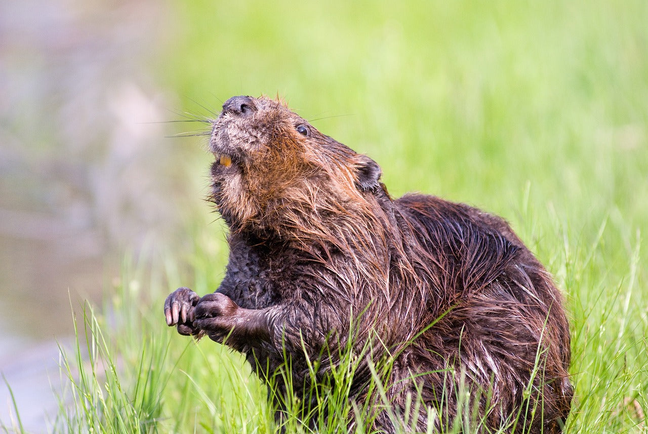 Beavers get their iconic orange teeth from Iron-rich enamel. © Steve Raubenstine