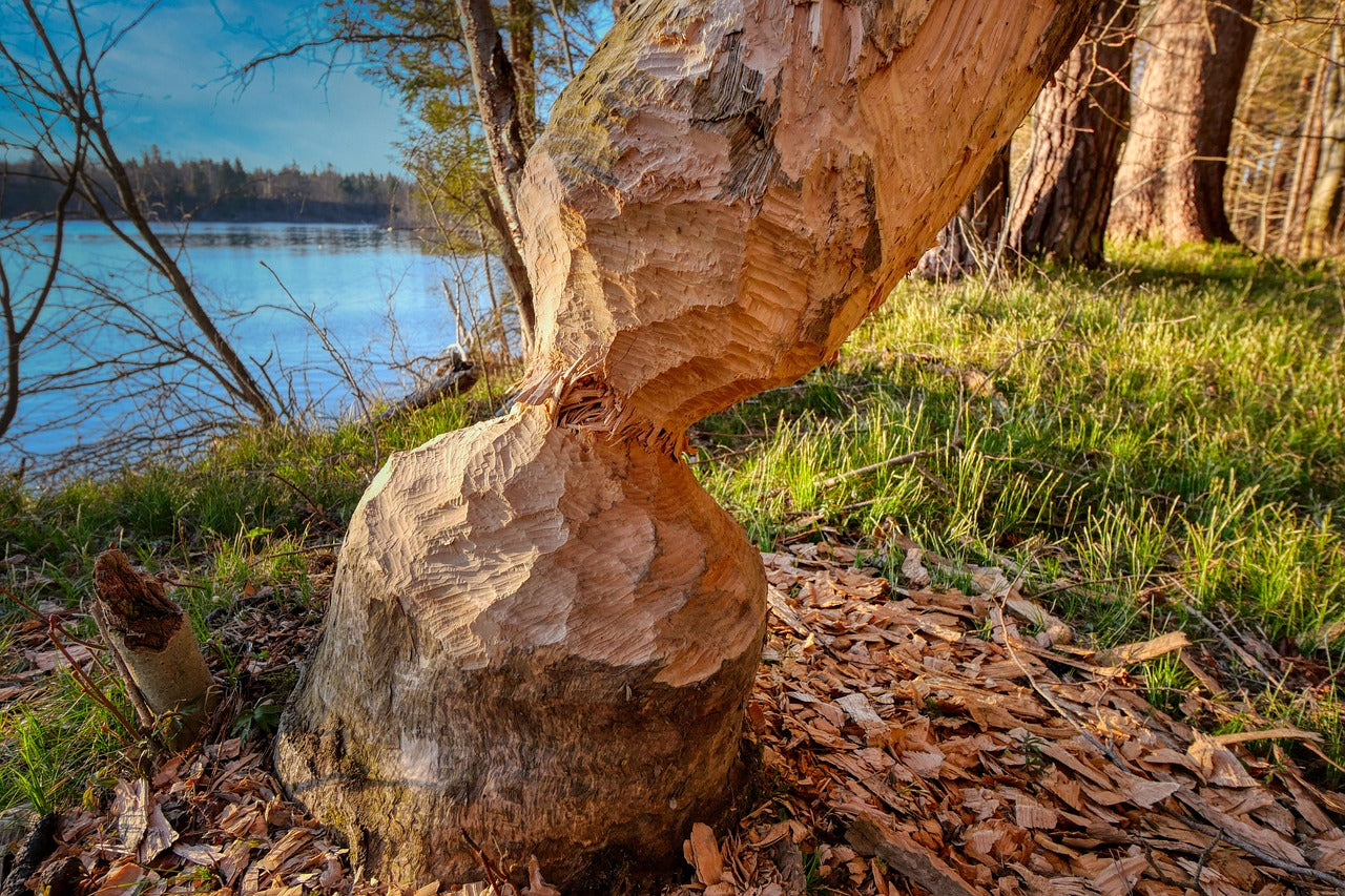 Beavers are herbivores with a taste for bark and aquatic plants. © Albrecht Fietz