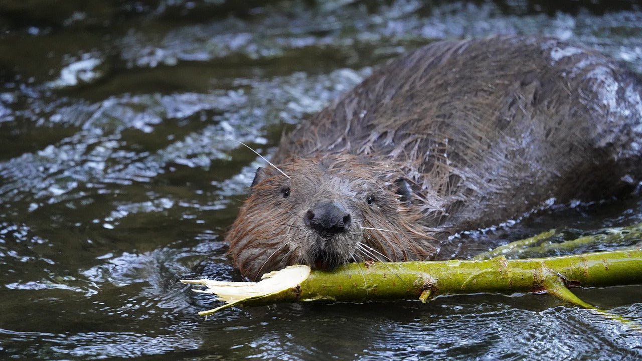 Meet the Eurasian Beaver, the ultimate ecosystem engineer!  © Michal Ninger