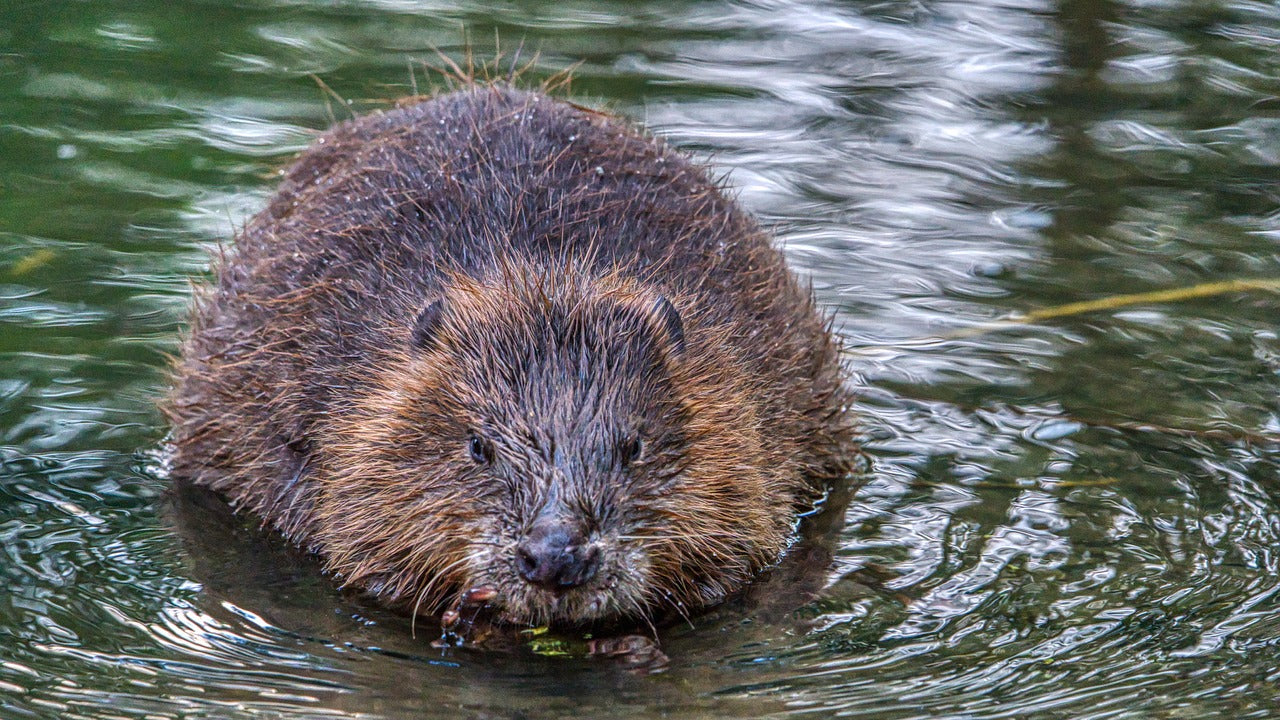 Once nearly extinct, beavers are a conservation success story. © Ralf Schick